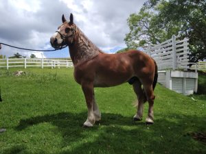 Feira do Cavalo Bretão e Convidados abre os eventos presenciais da raça