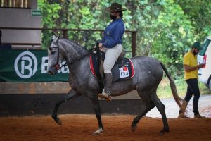 Você conhece o cavalo Mangalarga do Brasil?