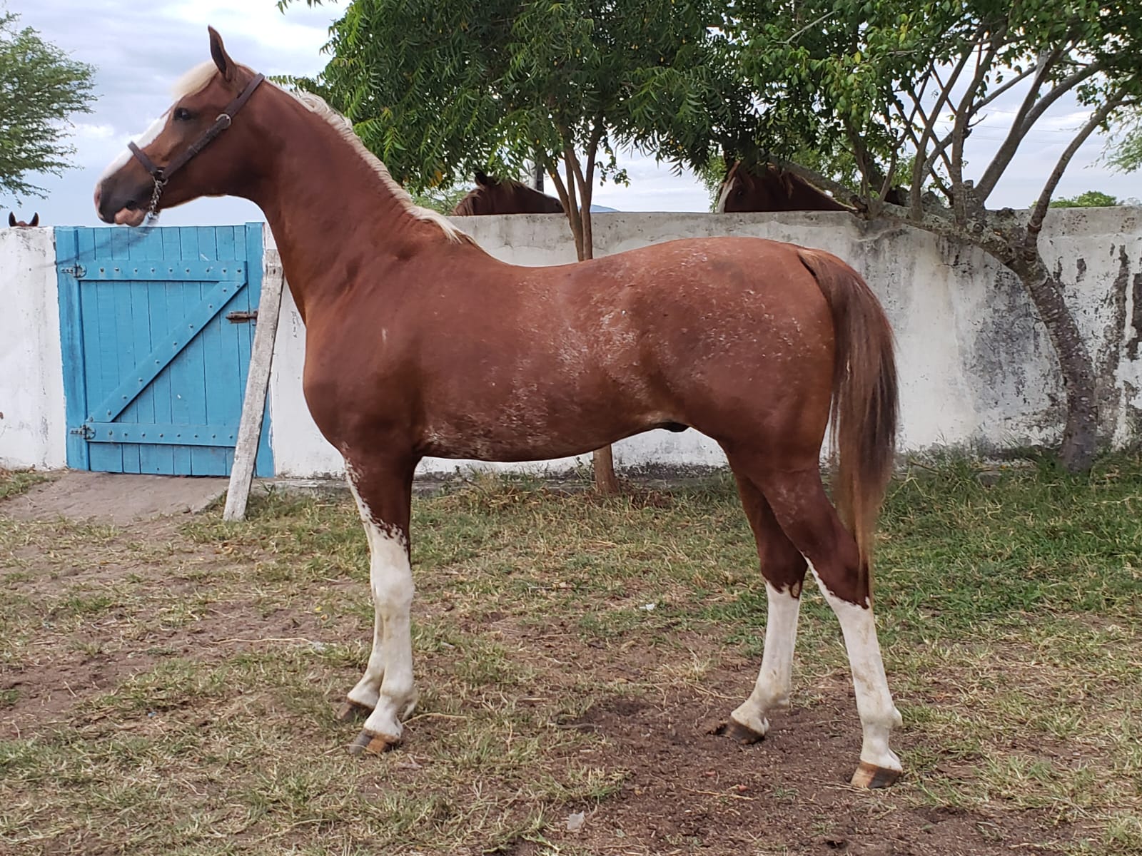 Tatuí recebe exposição de cavalos da raça mangalarga, Itapetininga e  Região