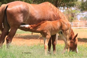 Haras Estância Villa Verde comemora 30 anos com Dia de Campo