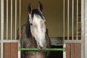 Como realizar a venda de animais com garantia de recebimento?