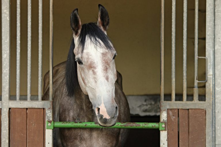 Como realizar a venda de animais com garantia de recebimento?