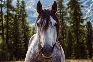 Como reconhecer que seu cavalo é um bom garanhão?