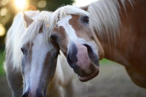 Cavalo gera renda e movimenta o país