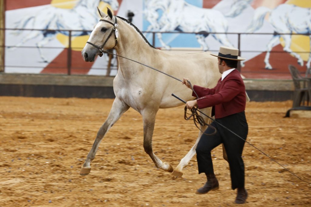 Vem ai 40ª Expo Internacional do Cavalo Lusitano