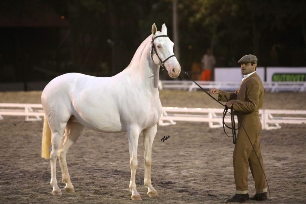 Mudança de local: Sociedade Hípica Paulista recebe a 40ª Expo Internacional do Cavalo Puro Sangue Lusitano