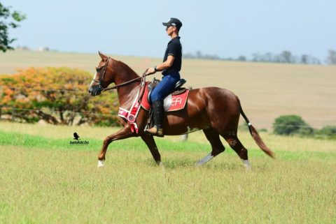 ABCCRM realiza curso Universo Mangalarga no Haras EFI em Itu/SP