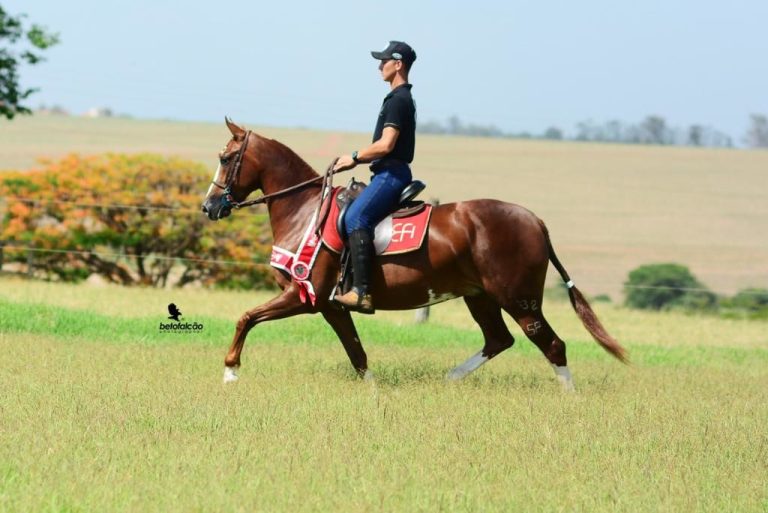 ABCCRM realiza curso Universo Mangalarga no Haras EFI em Itu/SP