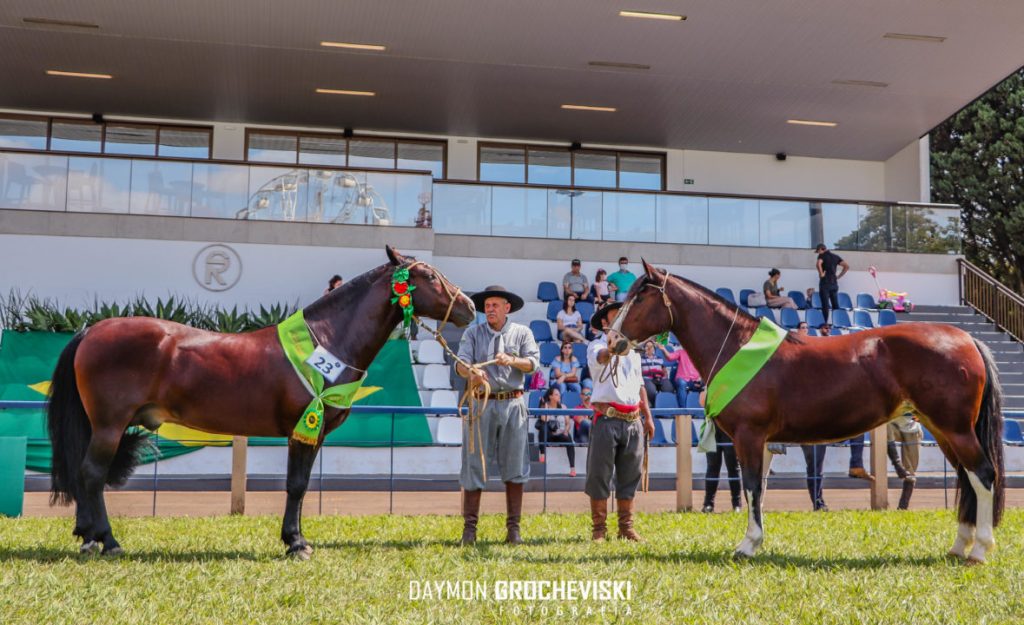 12 ideias de Cavalos e Aperos  cavalos, cavalo crioulo, crioulos