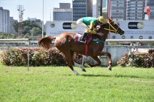 Dois páreos exclusivos do cavalo Árabe marcam o páreo do Jockey Club de São Paulo