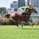 Dois páreos exclusivos do cavalo Árabe marcam o páreo do Jockey Club de São Paulo