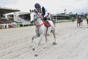 Fêmeas e machos da raça árabe movimentam a pista de areia do Jockey Club de São Paulo