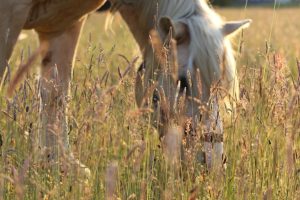 Nutrição animal: um investimento que aumenta o desempenho e diminui custos de produção