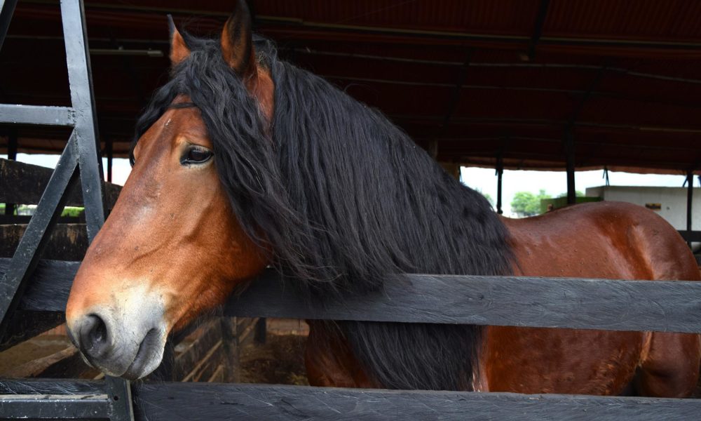 Quais são os cuidados que o criador deve ter para manter os pelos do cavalo bonitos e sedosos?