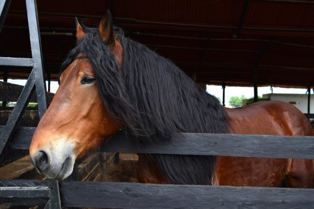 Quais são os cuidados que o criador deve ter para manter os pelos dos cavalos bonitos e sedosos?