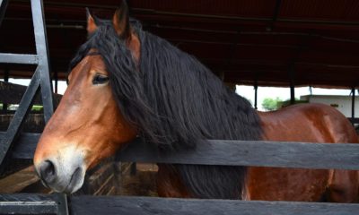 Quais são os cuidados que o criador deve ter para manter os pelos do cavalo bonitos e sedosos?