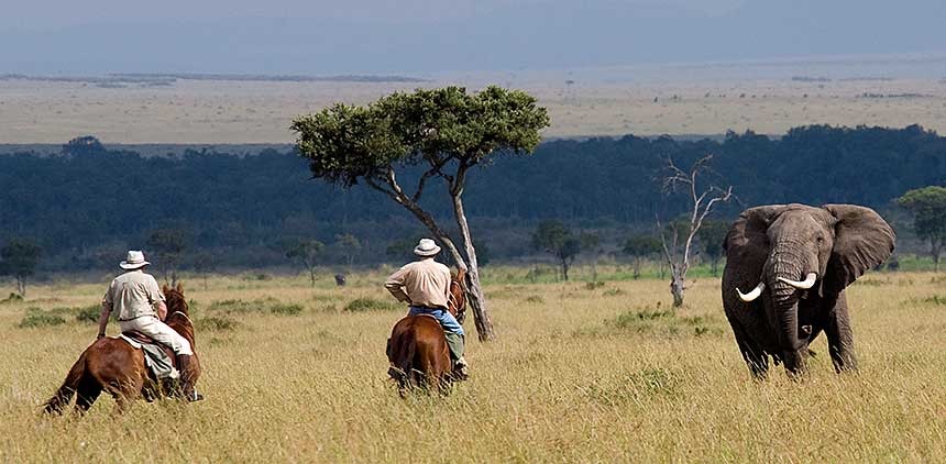 Safári a cavalo - Quão seguro é cavalgar nas proximidades de leões, rinocerontes, elefantes? 