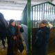 Ucraniana enfrenta os riscos da guerra para resgatar seu cavalo