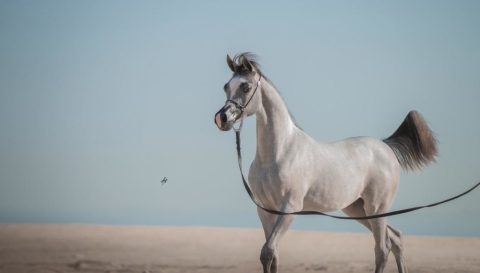 Potra de criador brasileiro do cavalo Árabe se destaca em provas nos Emirados Árabes Unidos