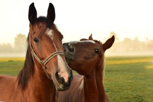 Vitaminas do complexo B são importantes para a saúde dos cavalos