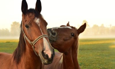 Vitaminas do complexo B são importantes para a saúde dos cavalos
