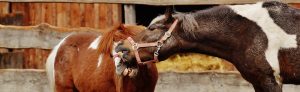 Pesquisadores lançam Manual de Boas Práticas de Bem-Estar do Cavalo