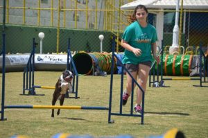 Provas de Agility e Tambor Dog unem duas paixões dos tamborzeiros na Super Semana do Tambor