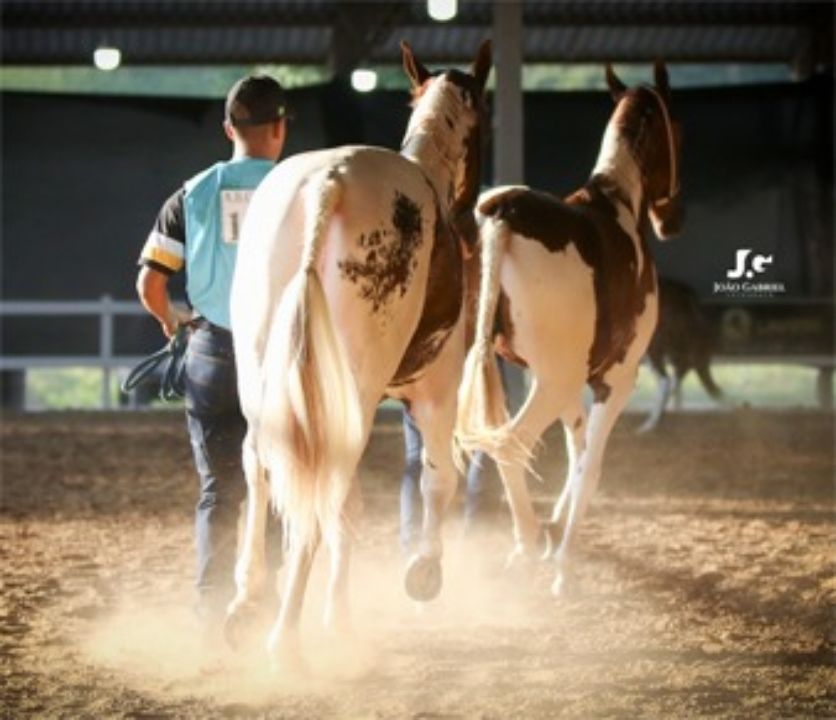 Eventos do cavalo Mangalarga do Brasil surpreendem com números recordes