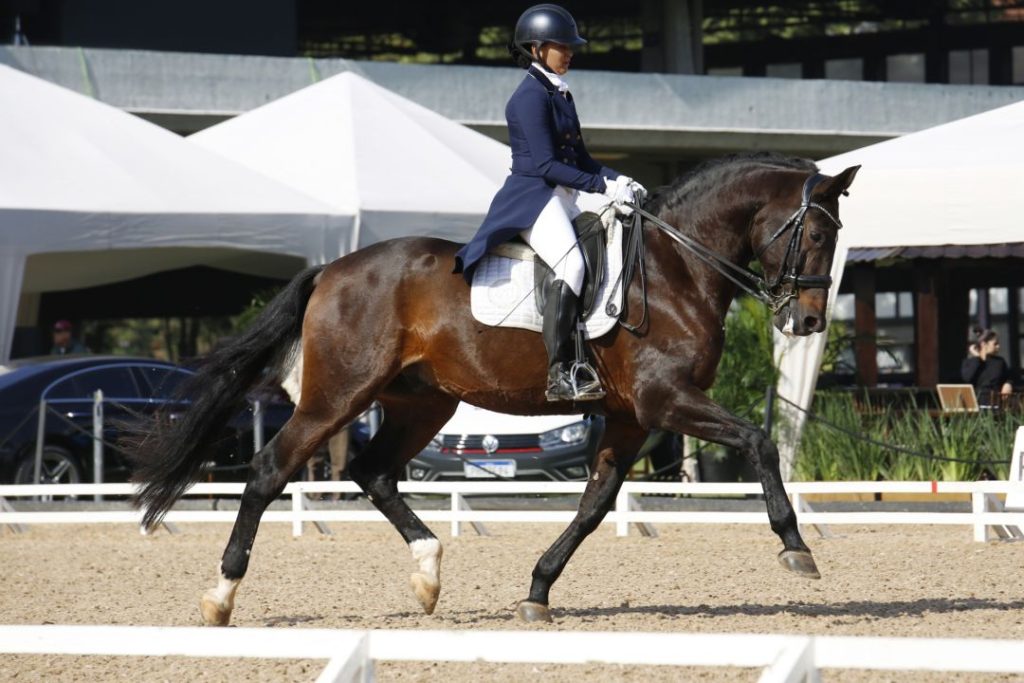 Concurso de Adestramento Nacional tem domínio de exemplares da raça Lusitano