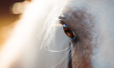 Saúde ocular dos cavalos: proteção ao sol e cuidados de rotina são grandes aliados