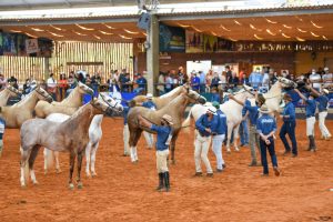 Esteio/RS sedia a 18ª Expo Brasileira do Cavalo Mangalarga