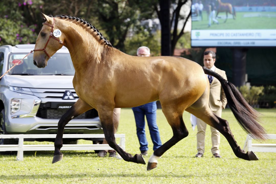 40ª Exposição Internacional do Cavalo Puro Sangue Lusitano elege os Grandes  Campeões de 2022