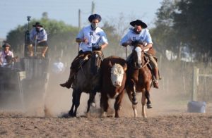 Seletiva internacional reúne o melhor do cavalo Crioulo em Montevidéu