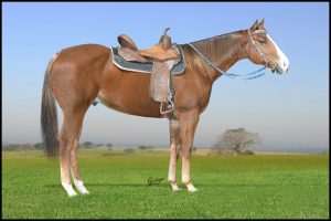 Fazenda Caruana realiza 15º Leilão Futurity Champions