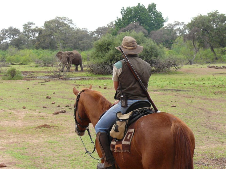Treinamento de cavalos para safáris na África