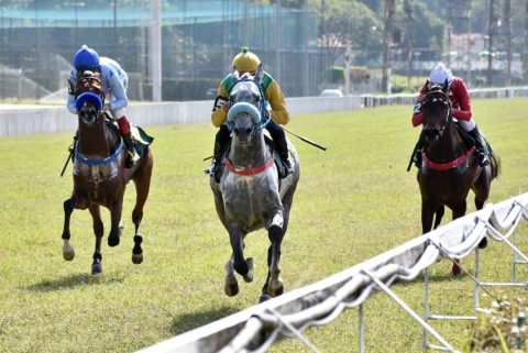 Gluck AJR e Clapton AJR brilham no Jockey Club de São Paulo
