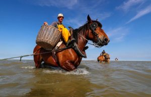 Técnica tradicional da Bélgica utiliza cavalo na pesca de camarões