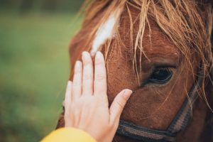 Implantes de ouro trazem vantagens aos cavalos