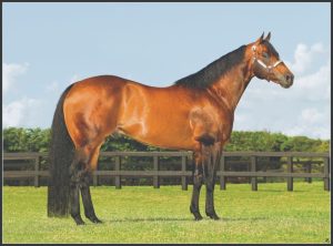 Rancho Horizonte e Haras Flamboyant realizam Leilão Tres Seis no próximo dia 12