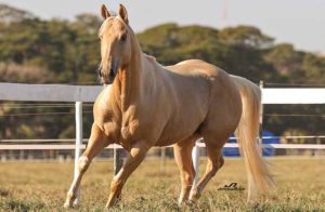 11ª Leilão Live Haras Fanton e Haras Agae reúne o melhor da genética de Tambor e Trabalho