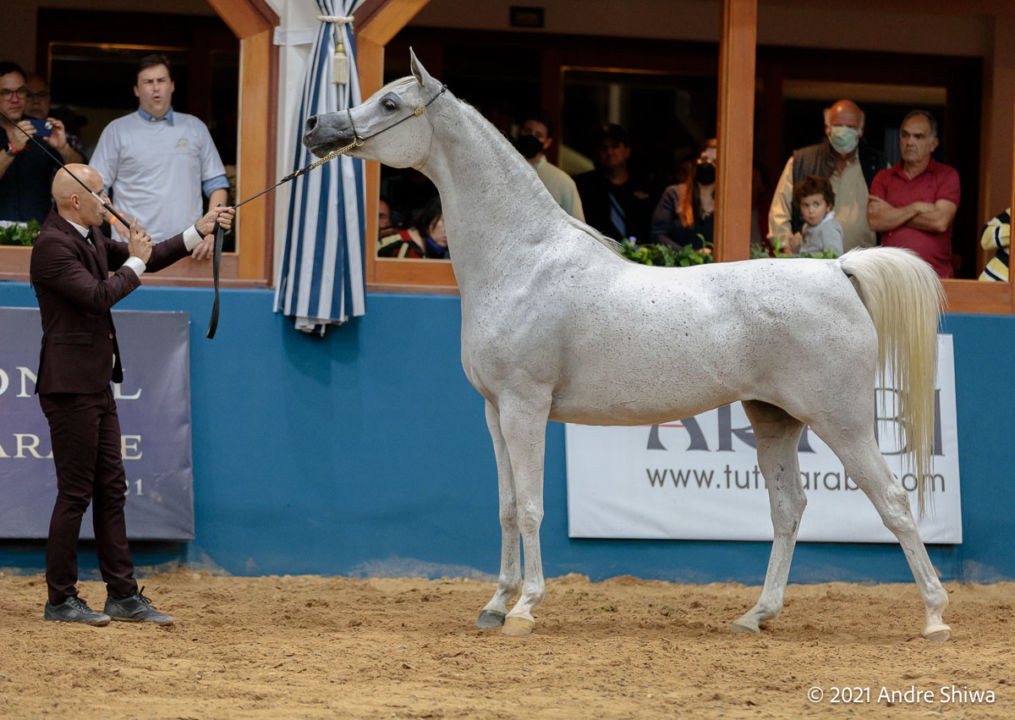 Nacional do Cavalo Árabe