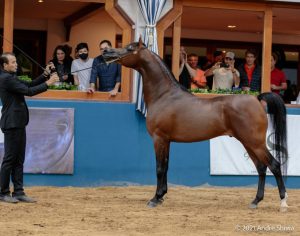 41ª Exposição Nacional do Cavalo Árabe promete ser uma edição histórica, diz ABCCA