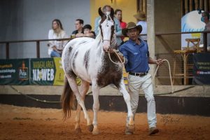 8ª Expo Mangalarga de Taubaté apresenta os melhores exemplares da raça na 17ª Feicampo