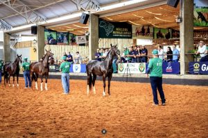 Avaré recebe Exposição Regional do Mangalarga