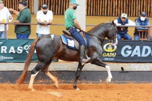 Amparo recebe Exposição Interestadual Mangalarga