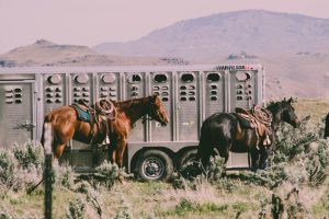 Transporte dos cavalos exige cuidados