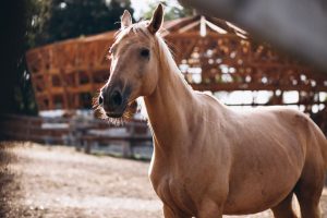 Boas práticas na Sanidade dos Equinos