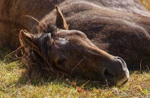 Inverno aumenta a incidência das temidas cólicas nos cavalos