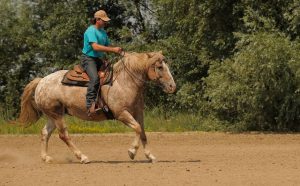 Universidade do Cavalo traz Jornada Gratuita Segredos do Cavalo