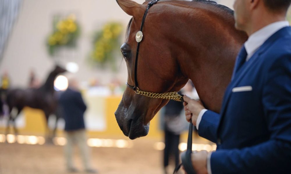 Inscrições para a 25ª Exposição Internúcleos do Cavalo Árabe terminam hoje